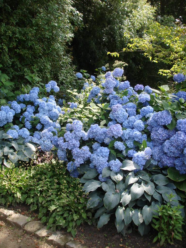 Hydrangea macrophylla 'Générale Vicomtesse de Vibraye'